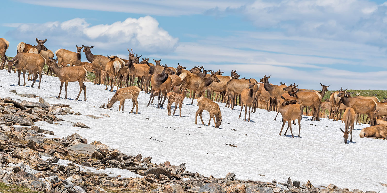 Elk on Tundra